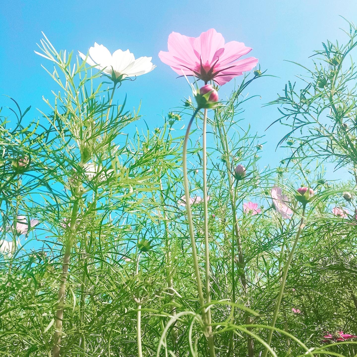 コスモスの画像